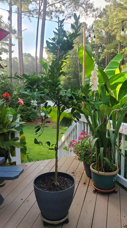 Owari Satsuma Mandarin Trees For Sale FastGrowingTrees
