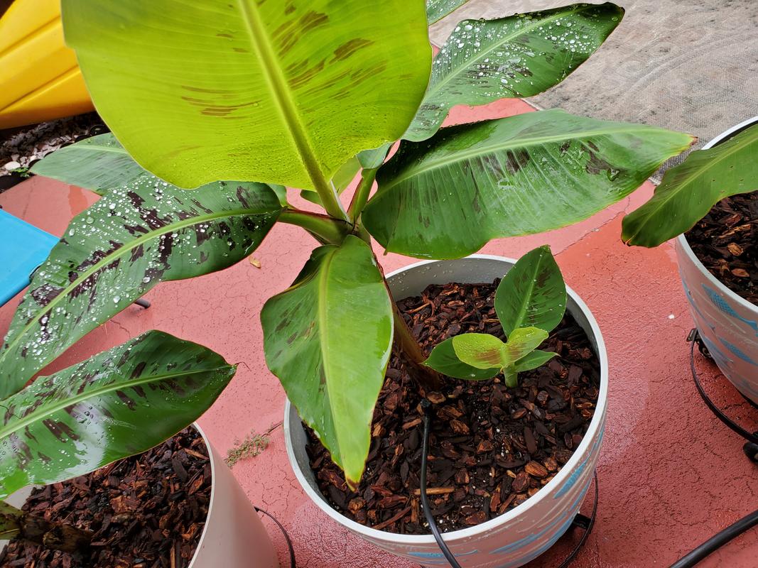 Dwarf Cavendish Banana Trees for Sale– FastGrowingTrees.com