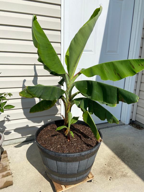 Dwarf Cavendish Banana Trees for Sale