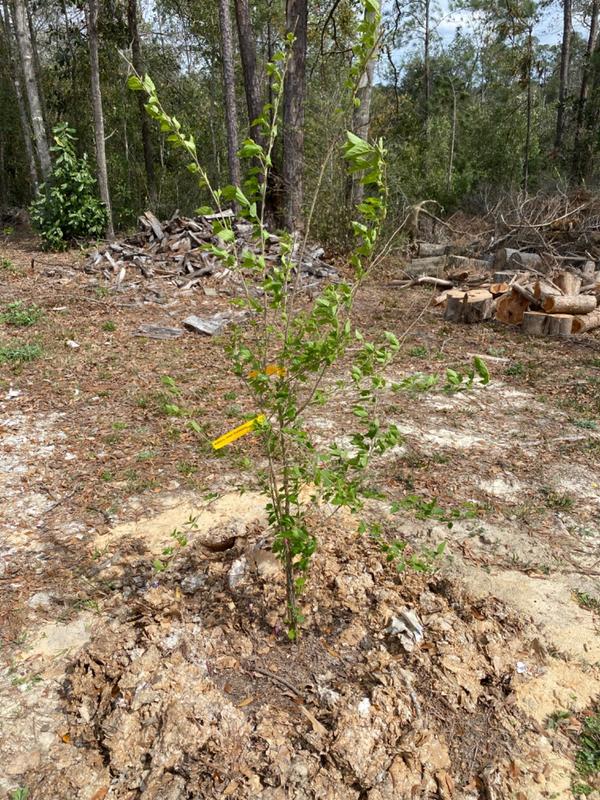 Black Beauty Mulberry Trees for Sale
