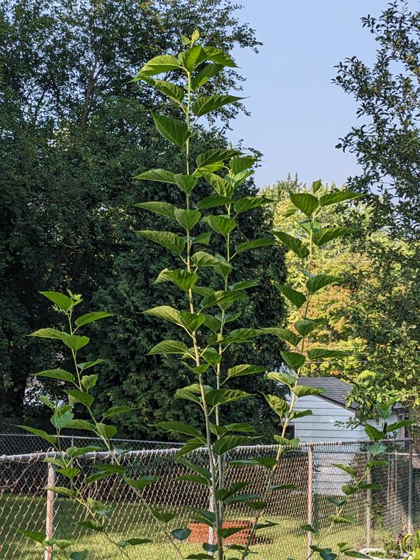 Mulberry Bush 'Trader' (Morus nigra) - Mulberry Tree for Sale