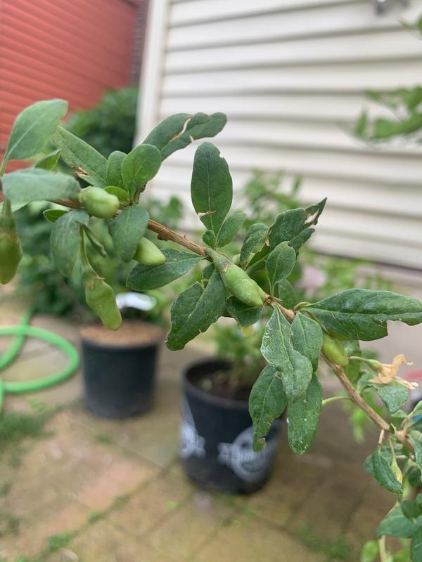 Black Beauty Mulberry Trees for Sale