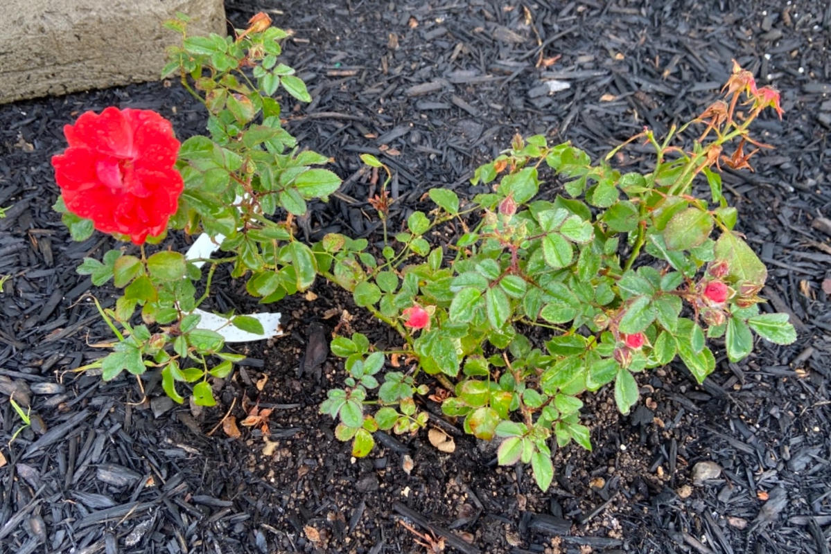 Coral Drift® Roses For Sale – FastGrowingTrees.com