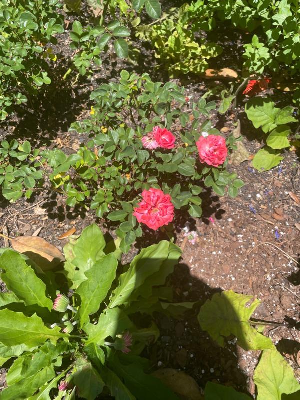 Sweet Drift® Roses for Sale