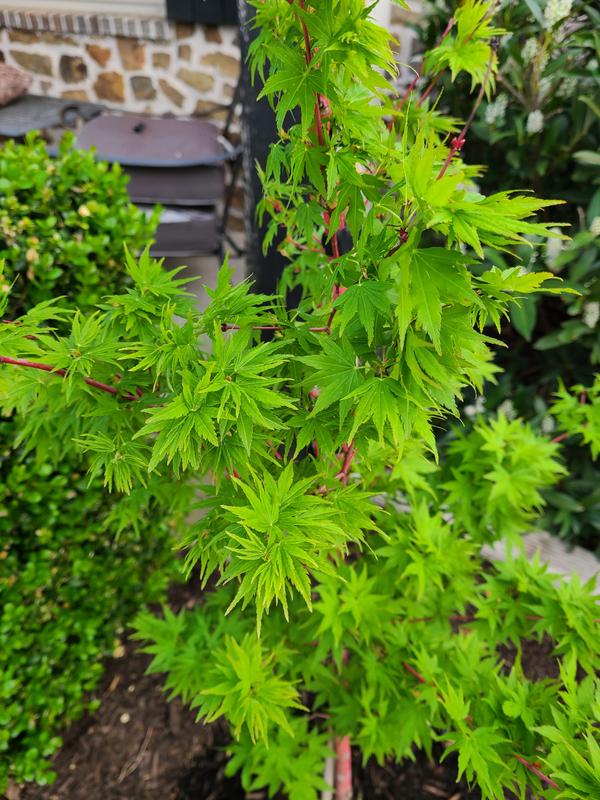 Coral Bark Japanese Maples for Sale