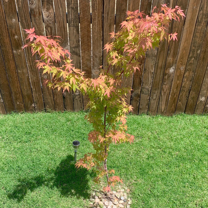 Coral Bark Japanese Maples for Sale– FastGrowingTrees.com