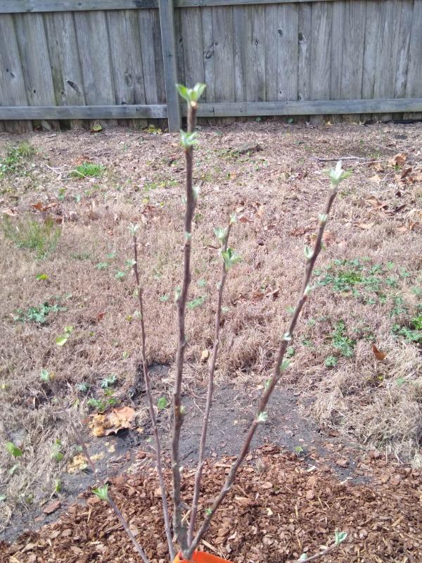 Honeycrisp Apple Trees for Sale