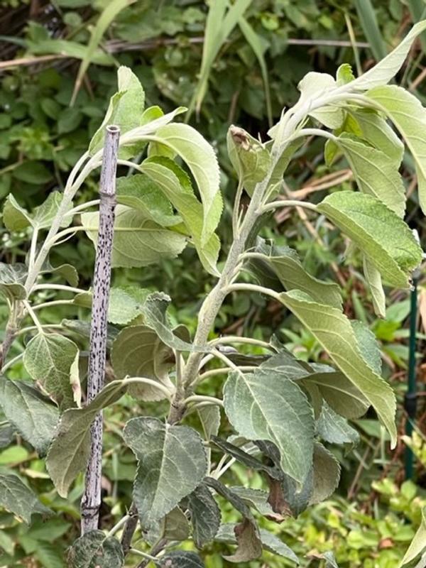 Honeycrisp Apple Trees for Sale