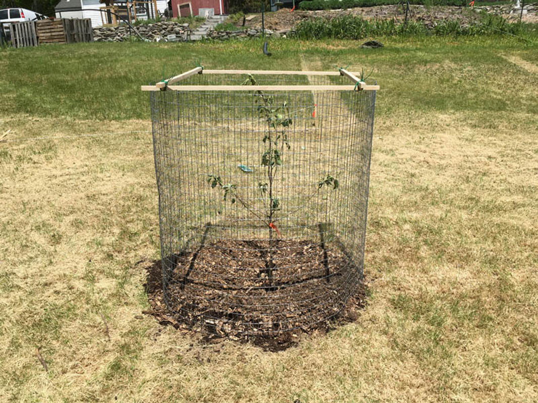 Honeycrisp Apple Trees for Sale