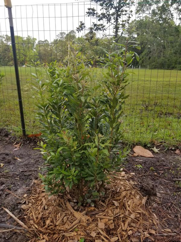 Wax Myrtle Trees for Sale