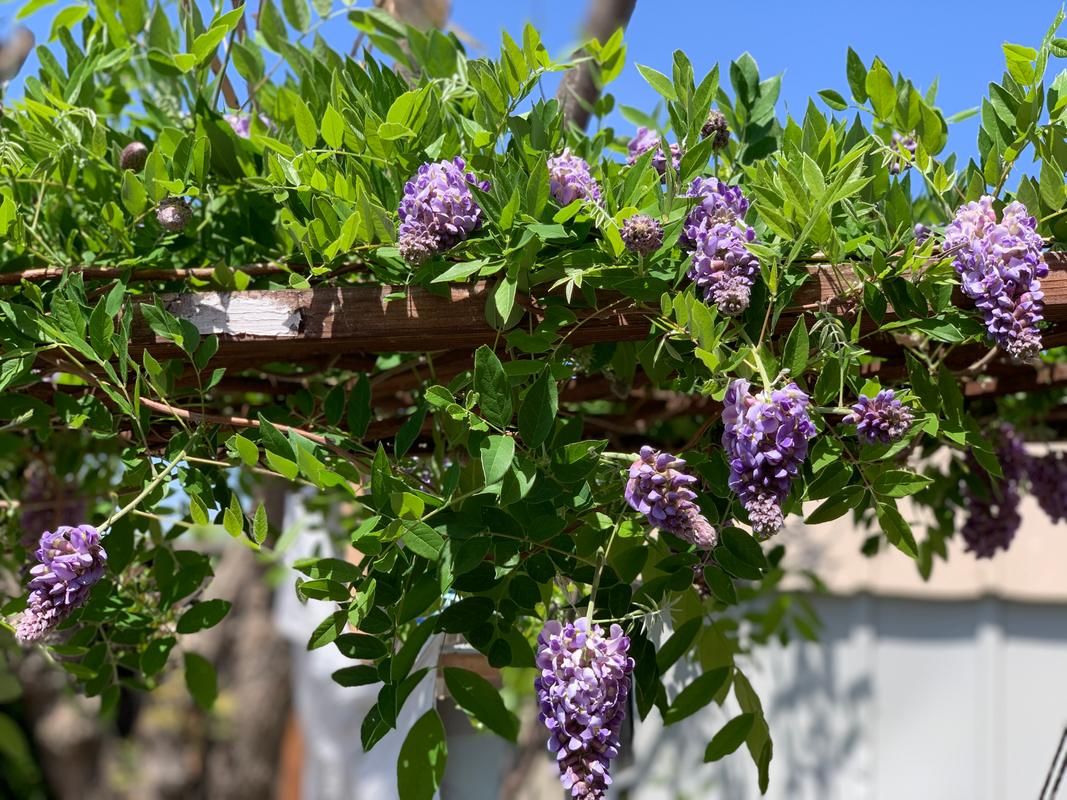 Amethyst Falls Wisteria Vines for Sale