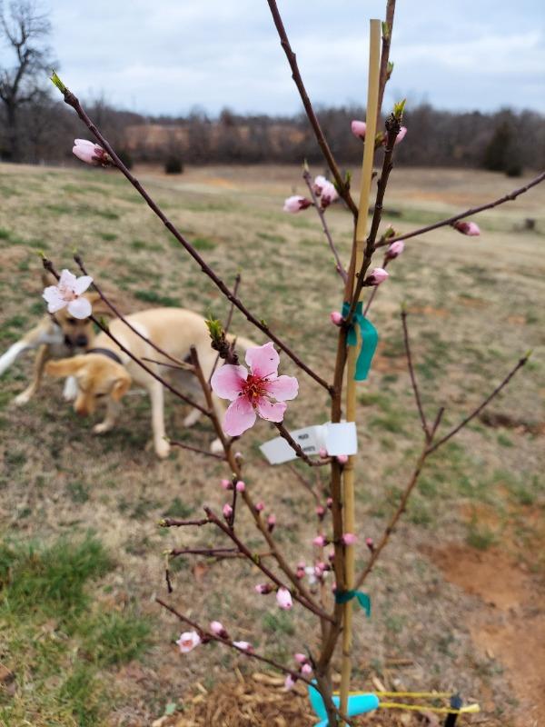Harvester Peach Trees for Sale