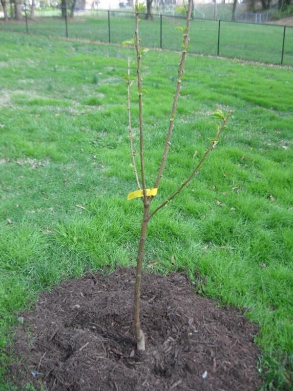 Stella Cherry Trees for Sale