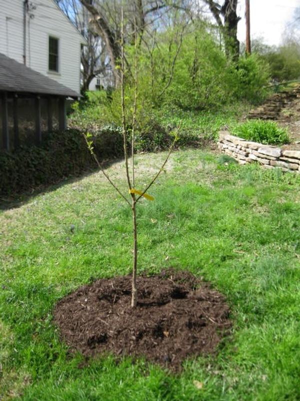 Stella Cherry Trees for Sale