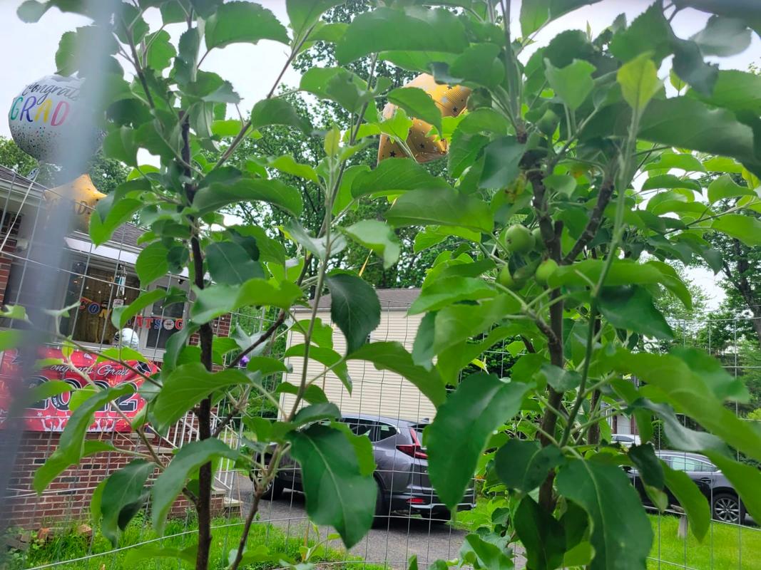 3in1 Apple Trees for Sale