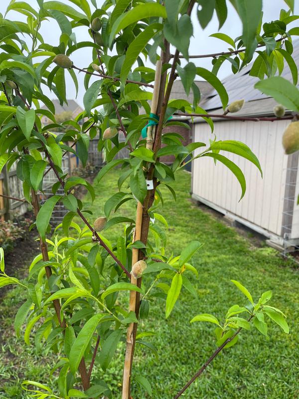 Fruit Cocktail Trees for Sale