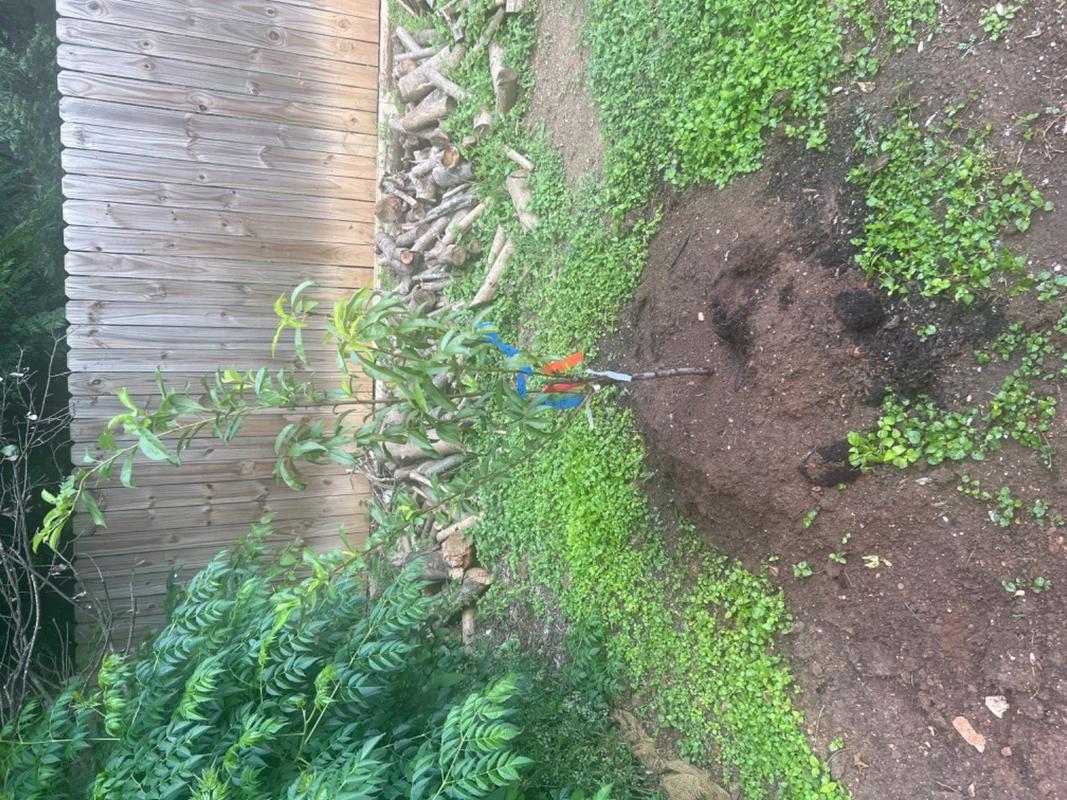 Fruit Cocktail Trees for Sale