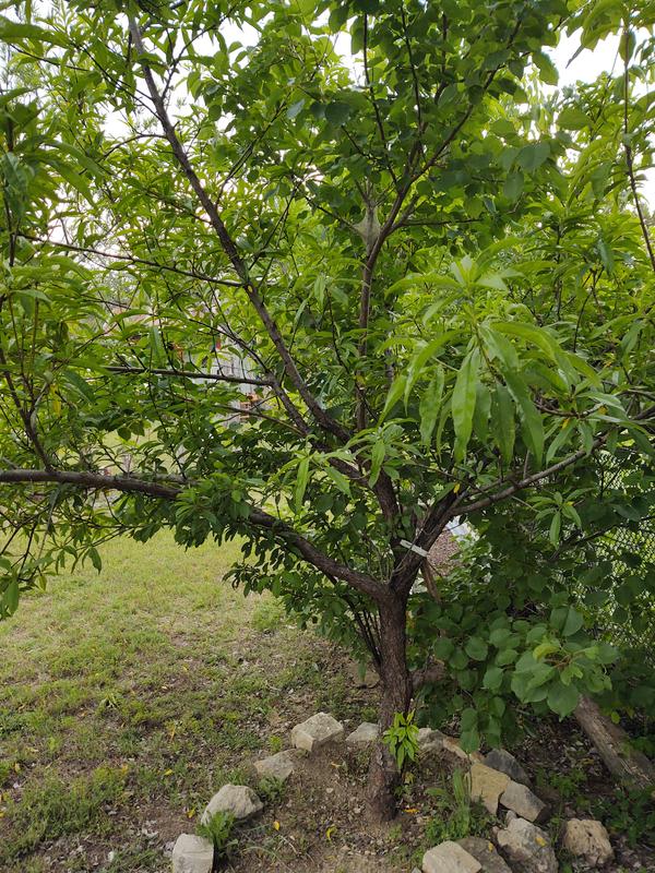 Fruit Cocktail Trees for Sale