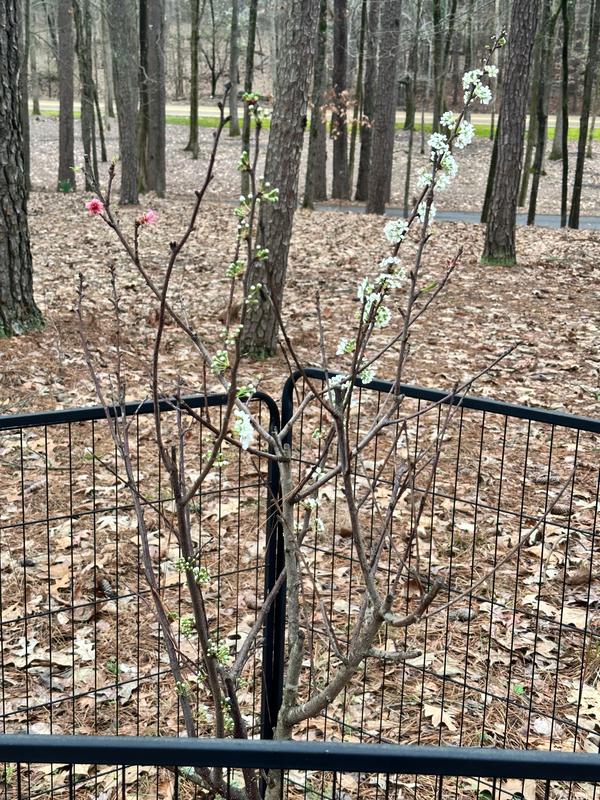 Fruit Cocktail Trees for Sale