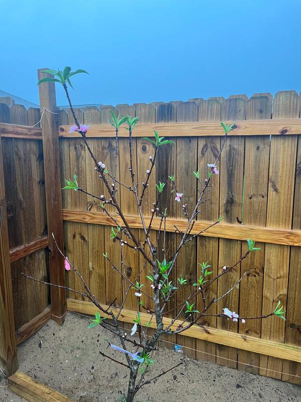 Fruit Cocktail Trees for Sale