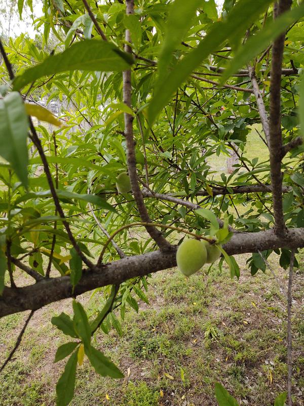 Fruit Cocktail Trees for Sale