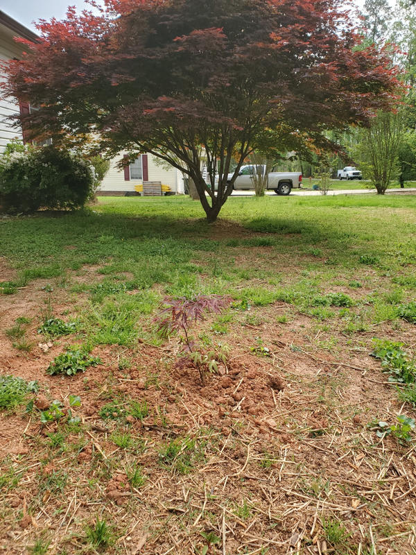 Weeping Japanese Maple Trees for Sale