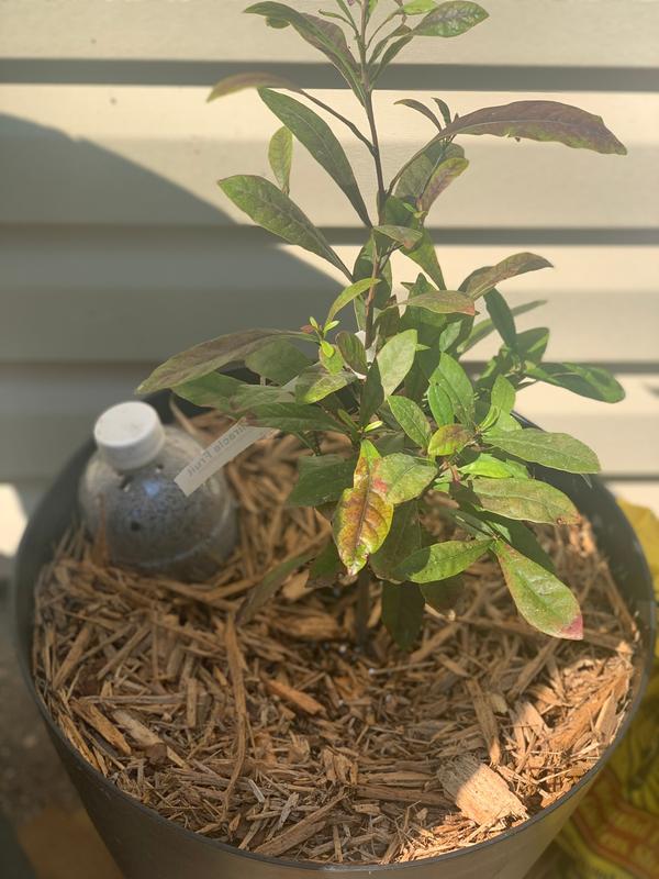 Miracle Fruit Plants for Sale