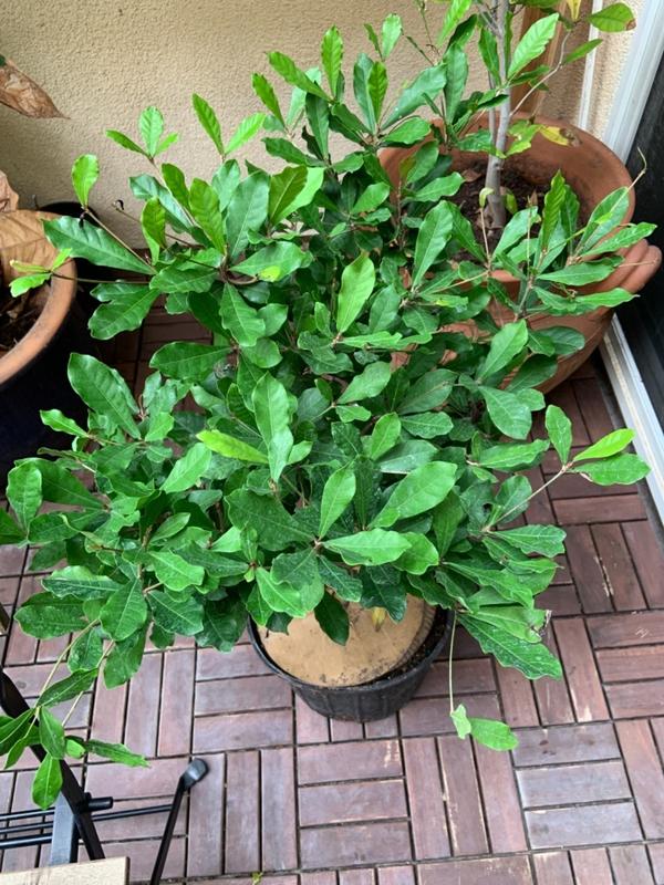 Miracle Fruit Plants for Sale– FastGrowingTrees.com