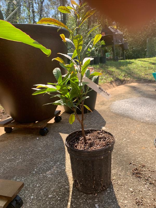 Miracle Fruit Plants for Sale