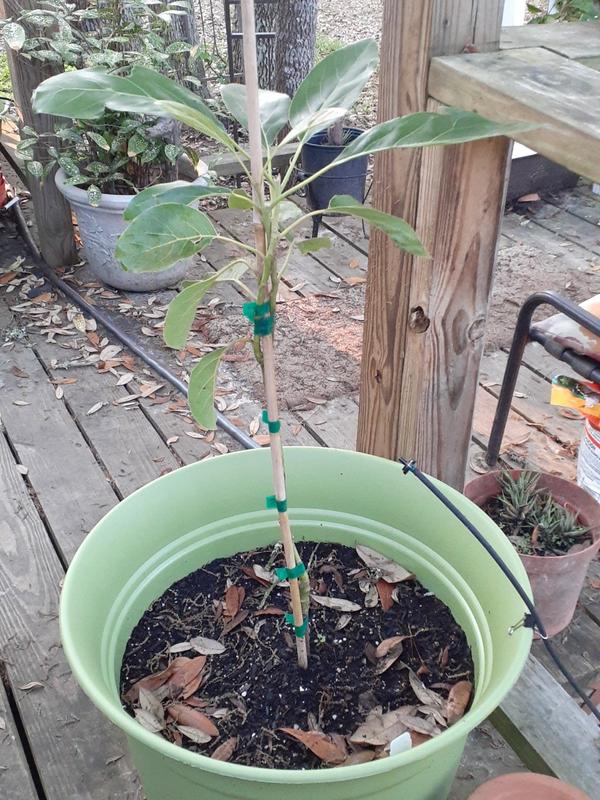 Hass Avocado Trees for Sale