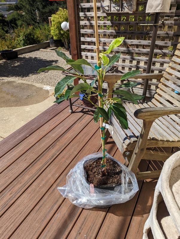 Hass Avocado Trees for Sale | FastGrowingTrees.com