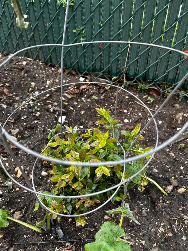 Top Hat Blueberry Bushes for Sale