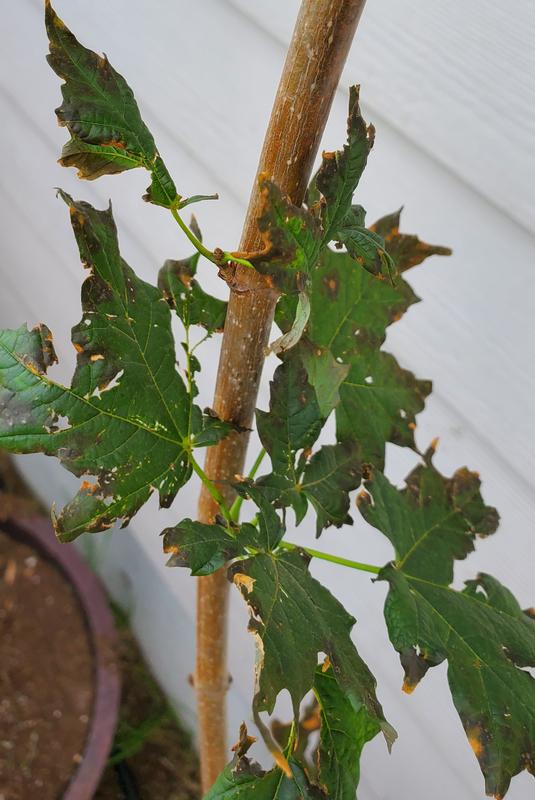 Sugar Maple Trees for Sale