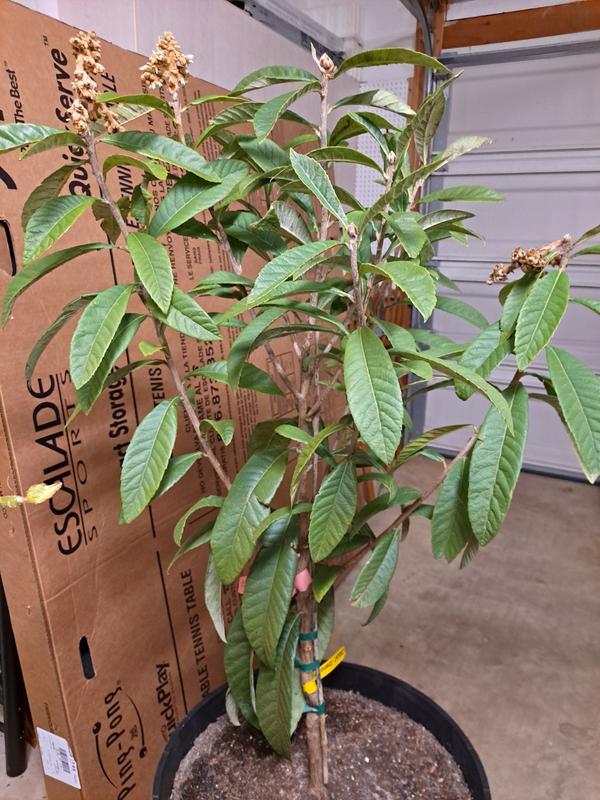 Loquat Trees for Sale