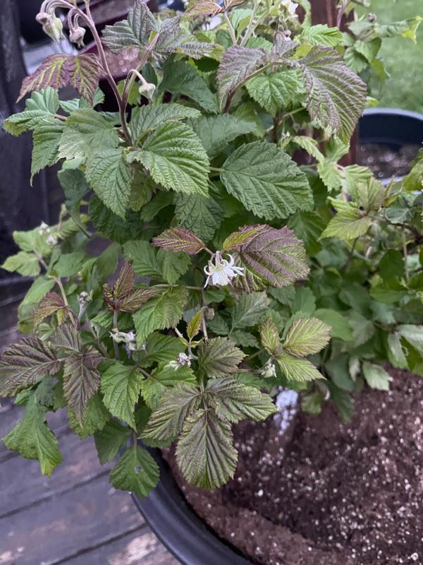 Bushel and Berry® Raspberry Shortcake® Bushes