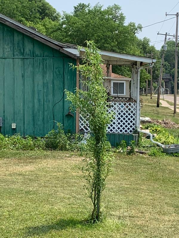 Corkscrew Willow Trees for Sale