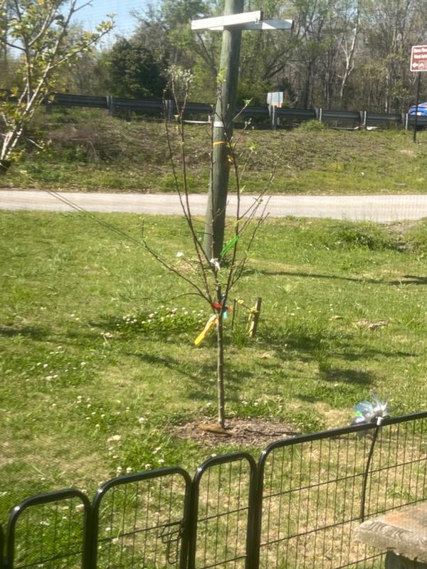 5in1 Apple Trees for Sale