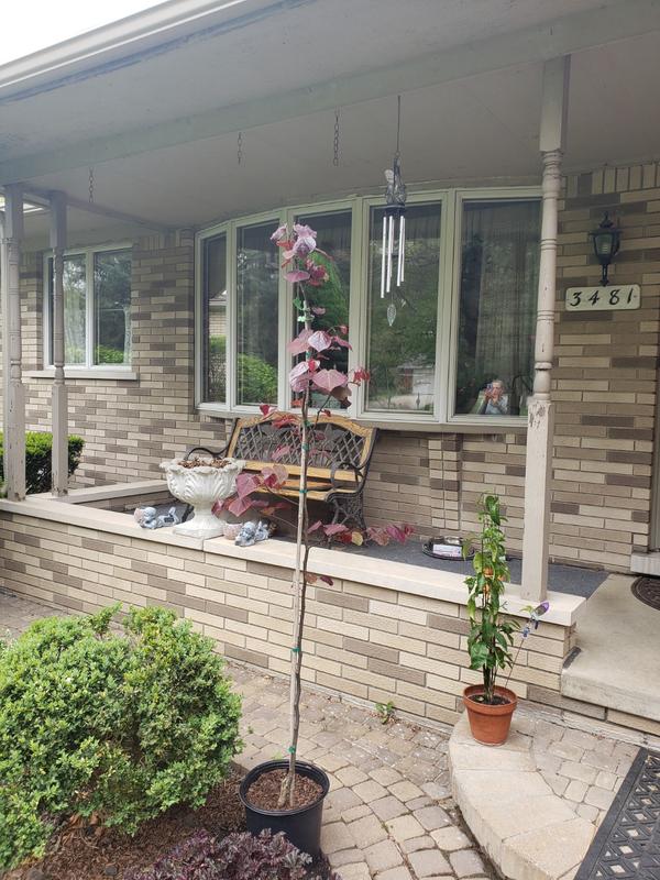 Forest Pansy Redbud Trees for Sale