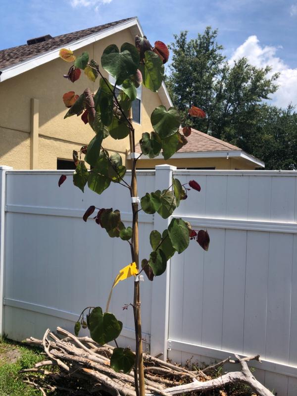 Forest Pansy Redbud Trees for Sale