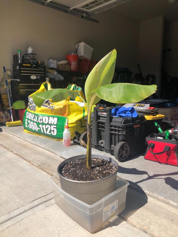 Ice Cream Banana Trees for Sale