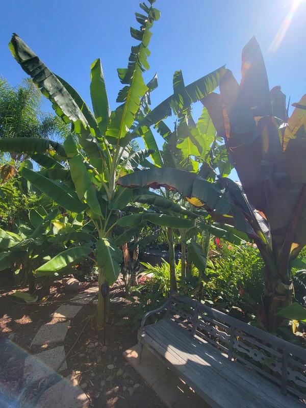 Ice Cream Banana Trees for Sale