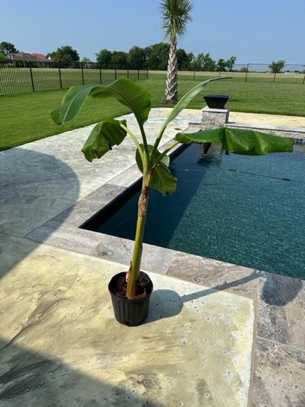Ice Cream Banana Trees for Sale