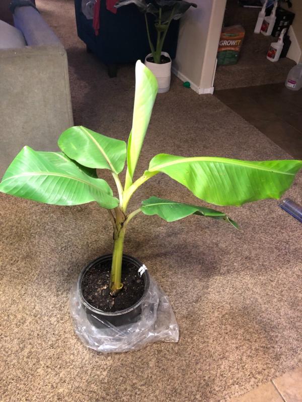 Ice Cream Banana Trees for Sale
