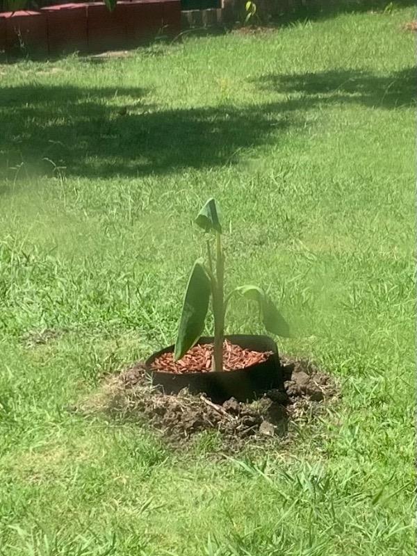 Ice Cream Banana Trees for Sale