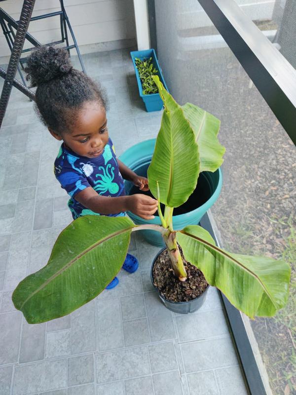Ice Cream Banana Trees for Sale