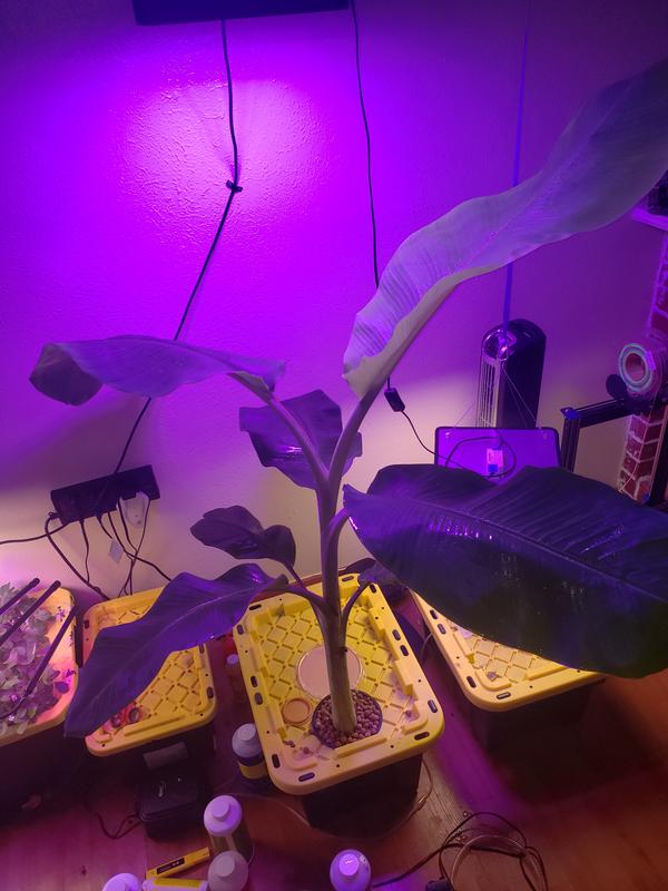 Ice Cream Banana Trees for Sale