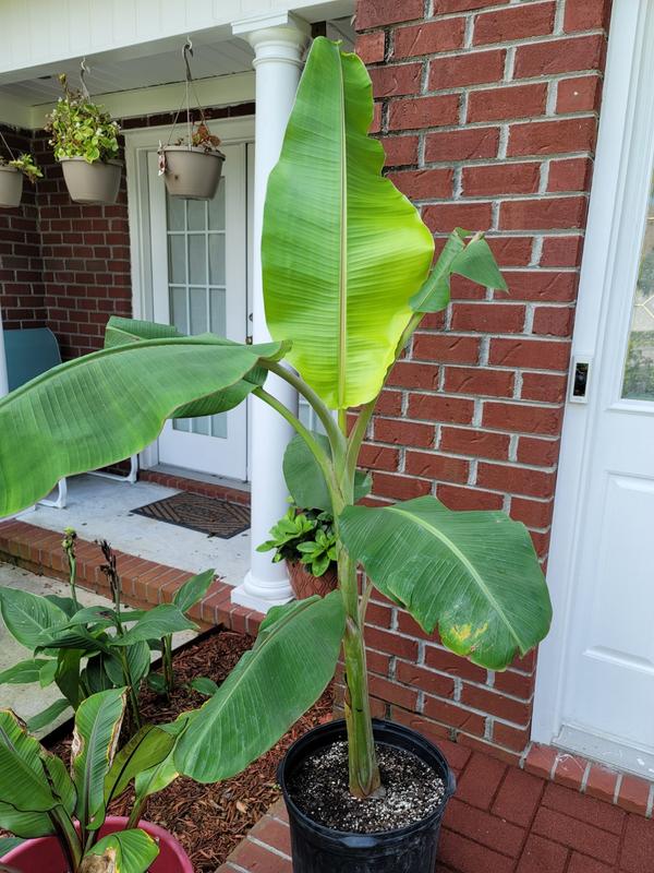 Ice Cream Banana Trees for Sale