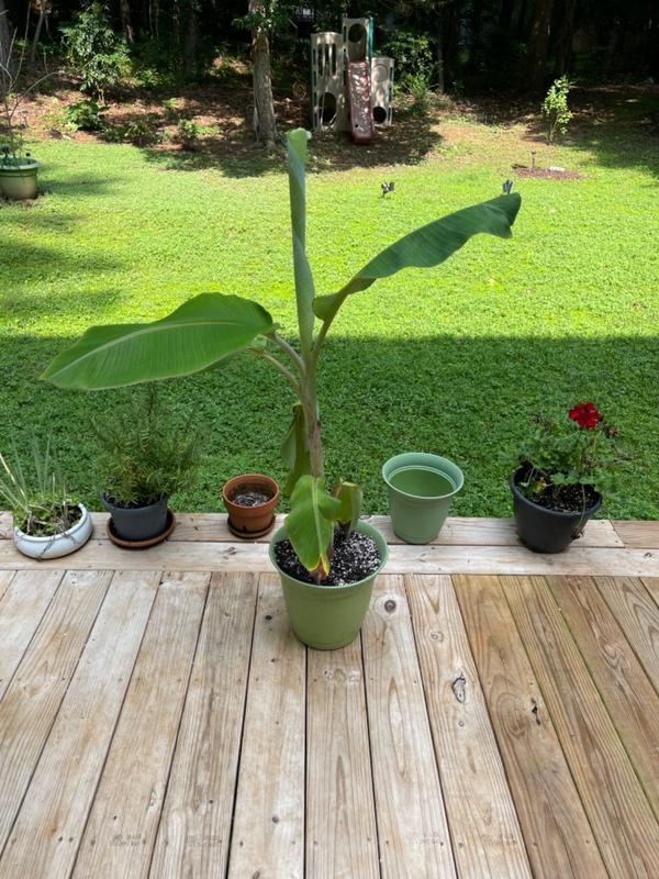 Ice Cream Banana Trees for Sale