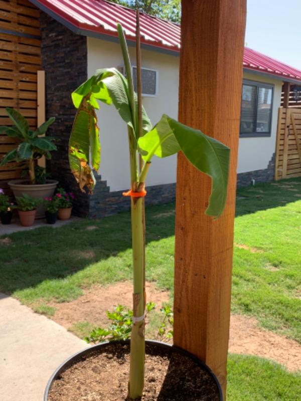 Ice Cream Banana Trees for Sale