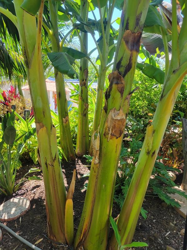 Ice Cream Banana Trees for Sale